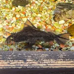 African Clawed Frog