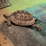 Common Tortoise