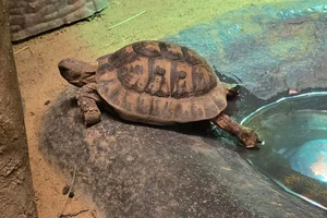 Moorse landschildpad