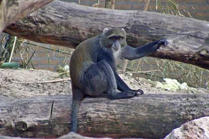 Witkeelmeerkat