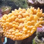 rose anemone