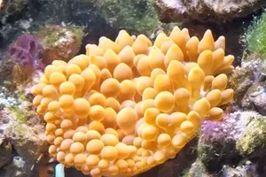 rose anemone