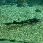 Stellate Sturgeon