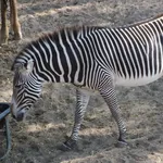 Grevy's Zebra