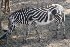 Grévyzebra