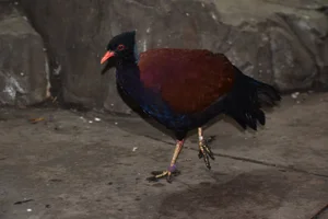 Fazantduif