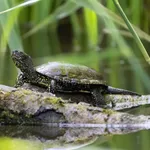 European Pond Terrapin