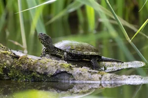 Europese moerasschildpad