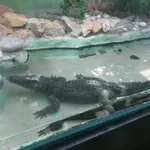 Smooth-fronted Caiman