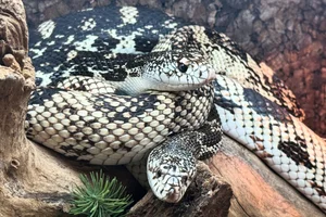 Pijnboomslang