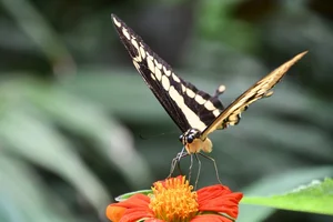King Swallowtail