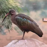 Hadada Ibis