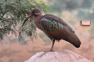 Hadada ibis