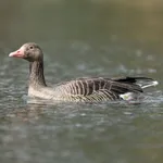 Greylag Goose