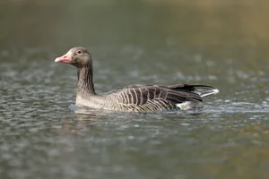 Grauwe gans