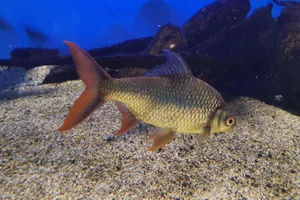 Brassenbarbe