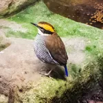 Banded Pitta