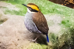 Banded Pitta