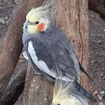 Cockatiel