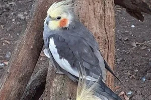 Valkparkiet
