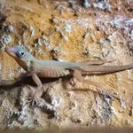 Dominica Anole