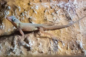 Dominica Anole