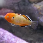 Hypseleotris compressa
