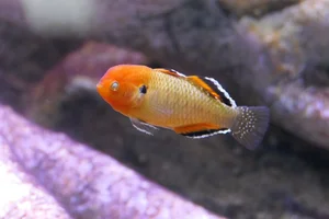 Hypseleotris compressa