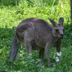 Eastern Grey Kangaroo