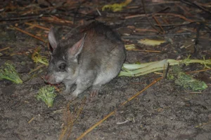 Madagaskarreuzenrat