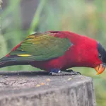 Purple-naped Lory