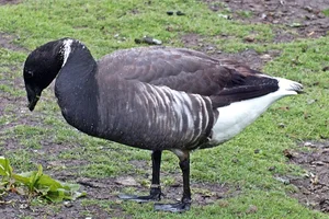 Zwartbuikrotgans