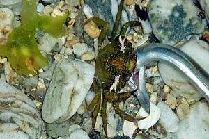 Strandkrab