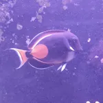 Achilles Tang