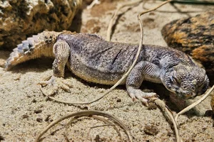 Omani Spiny-tailed Lizard