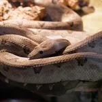 Pacific Boa