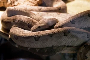 Melanesische boa