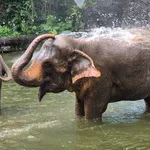 Asian Elephant