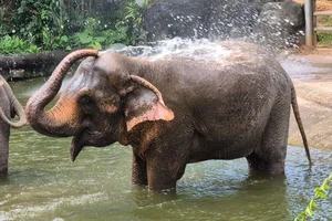 Aziatische Olifant