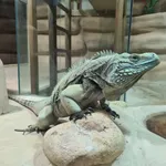 Grand Cayman Blue Iguana