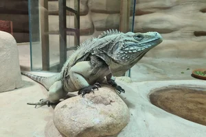 Blue iguana