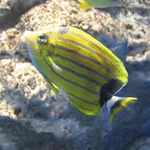 Blue-lined Butterfly