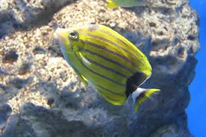 Blue-lined Butterfly