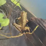 Daruma Pond Frog (Rana porosa brevipoda)