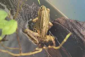 Daruma Pond Frog (Rana porosa brevipoda)