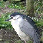Black-crowned Night Heron
