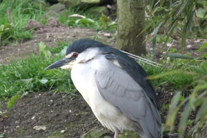 Kwak