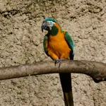 Blue-throated Macaw