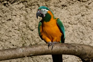 Blauwkeelara