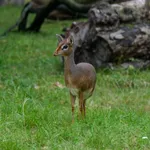 Kirk's Dik-dik